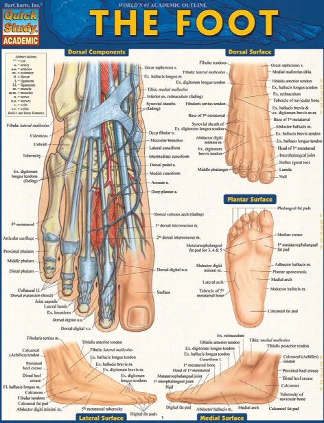 Barcharts Barcharts The Foot Reference Guide - Unisex - Medical Supplies