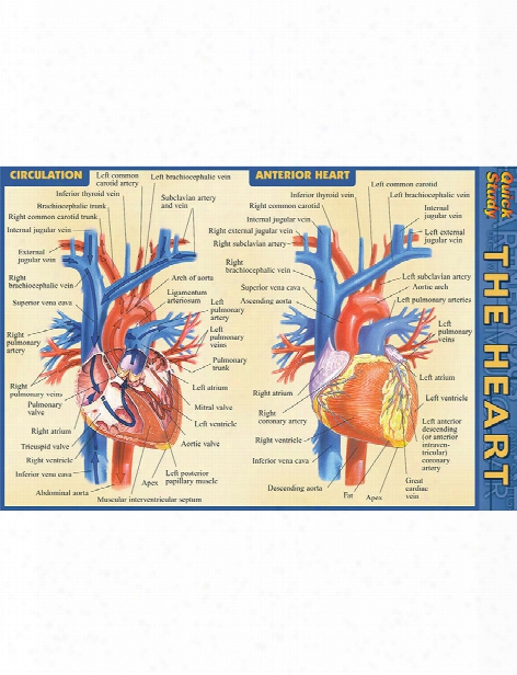 Barcharts Barcharts The Heart Pocket Guide - Unisex - Medical Supplies