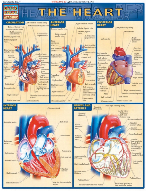 Barcharts Barcharts The Heart Reference - Unisex - Medical Supplies