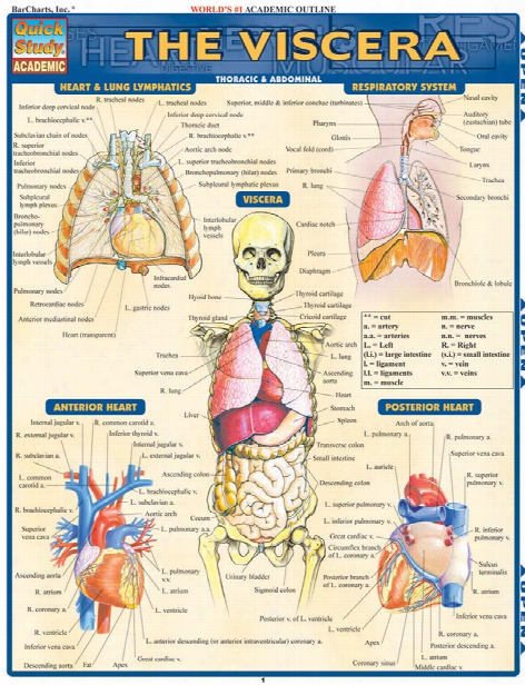 Barcharts Barcharts The Viscera Reference Guide - Unisex - Medical Supplies