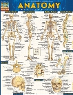 BarCharts BarCharts Anatomy Reference Guide - unisex - Medical Supplies