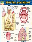 BarCharts BarCharts Dental Anatomy Reference Guide - unisex - Medical Supplies